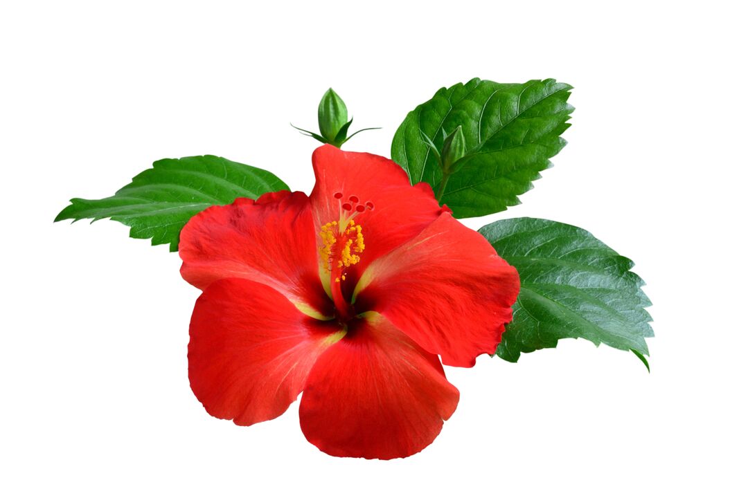 Cvijet hibiskusa kao dio karciformnih kapsula
