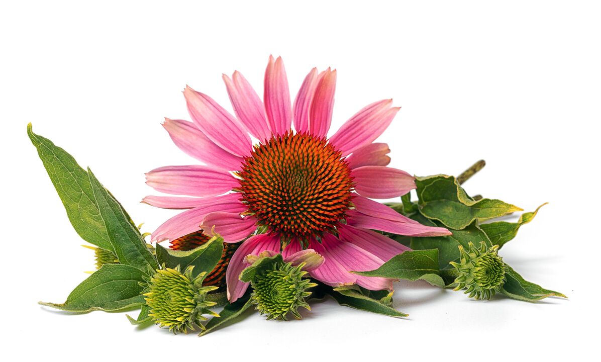 Echinacea u kardiformnim kapsulama